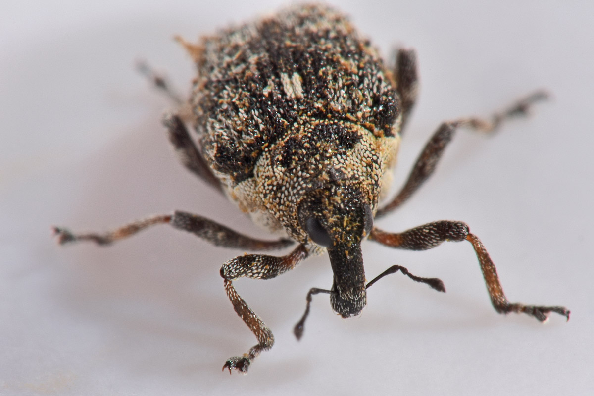 Curculionidae:  Rhinoncus sp.?    No, Neophytobius granatus